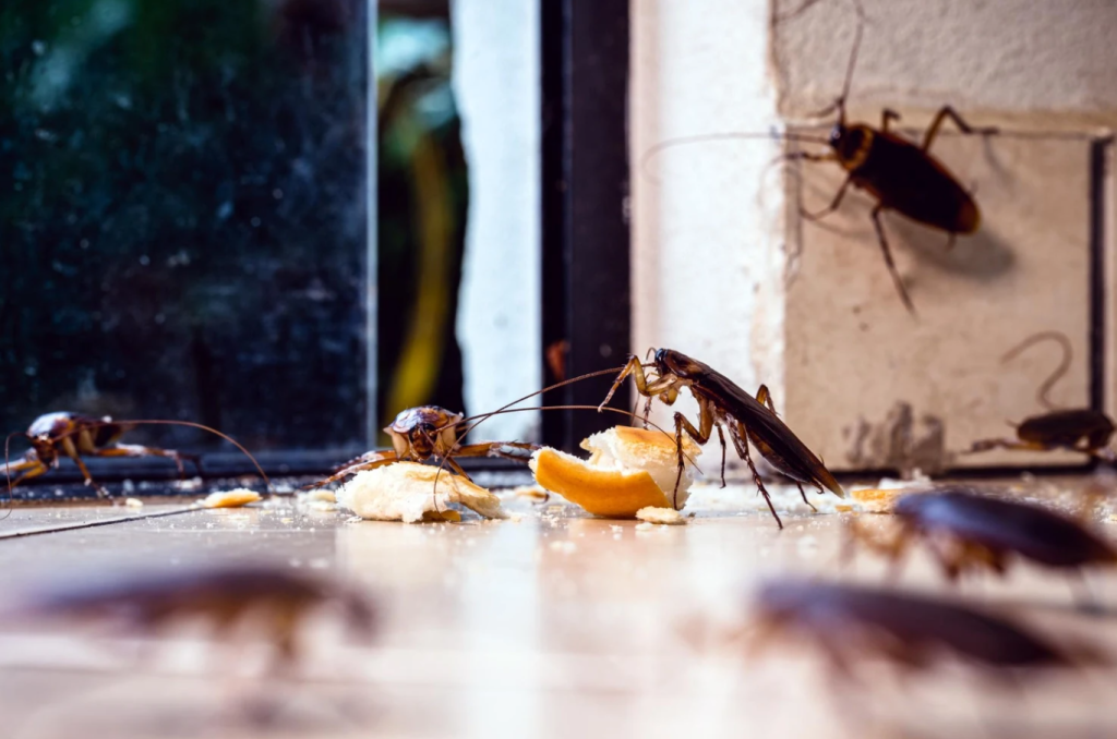 pest control pembasmi kecoa Jakarta
