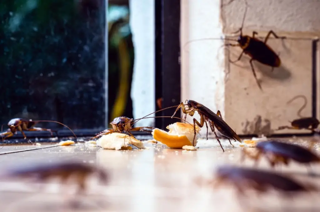 pest control pembasmi kecoa Jakarta